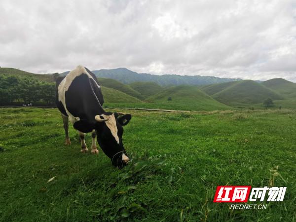 助力邵阳宝贝“出山” 湘农荟大直播“邵阳红”专场8月花瑶开播