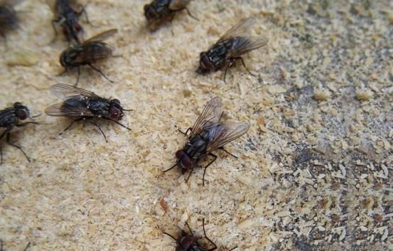 如果农场里满是苍蝇怎么办?