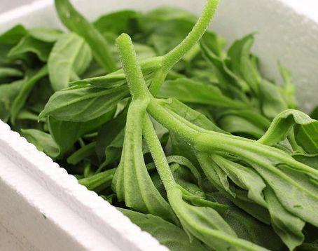 冰菜在很多地方都有分布,是一种营养价值很高的蔬菜,口感有点微酸
