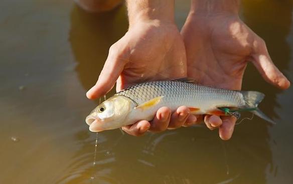 普通人根本负担不起.那当时为什么没有人吃野生鱼和虾呢?