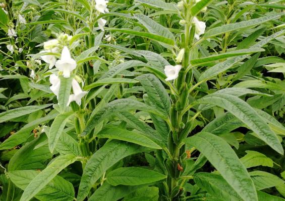 但还有一种关于芝麻的美味,却很少人知道,它就是芝麻树的叶子