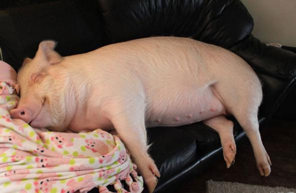 回到家里,小伙对它十分喜爱,甚至每天都会让它陪在自己身边睡觉.