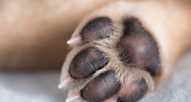 不要弄坏狗狗的"肉垫",这个"神器"是他们吃饭的资本