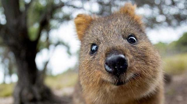 摄影师野外拍照,被爱笑的"老鼠"熊抱,留下十分珍贵的照片!