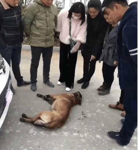 开车撞死一条狗司机急得都想下跪了旁边居民却笑出了声