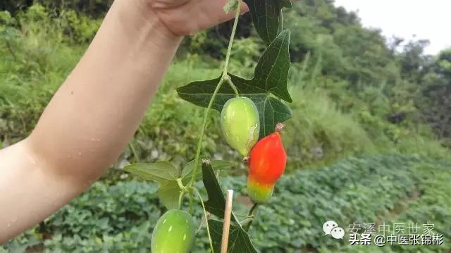 经集注》,药性:酸,寒,归肝,大肠经,有清热解毒,凉血止血,止痢的功效