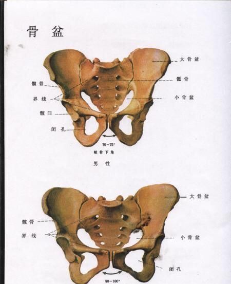 骨盆自测图图片