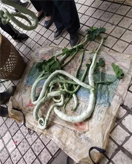 男子菜市场卖"大青蛇",蛇状造型相当唬人,原来是一种瓜类