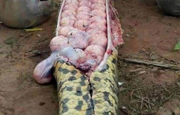 怀疑偷吃小牛,村民将大肚巨蟒开肠破肚,瞬间泪崩!