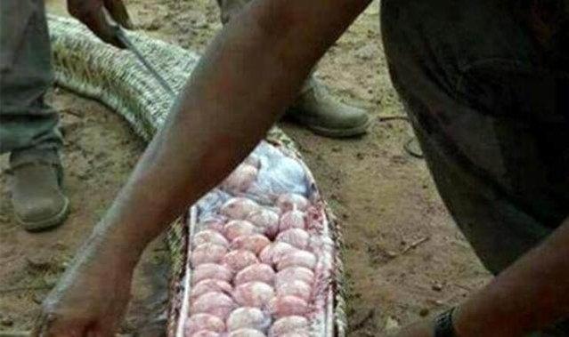 怀疑偷吃小牛,村民将大肚巨蟒开肠破肚,瞬间泪崩!