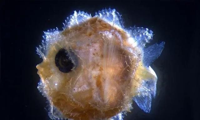 科学家首次发现翻车鱼幼鱼,仅2毫米长,成年后可长到3米,2吨重