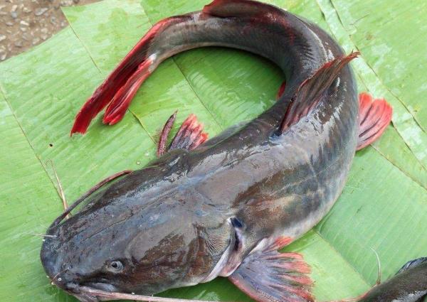 浑身都是宝却没人买,肉质比甲鱼还鲜嫩,可惜了|甲鱼|鲶鱼|肉质_新浪