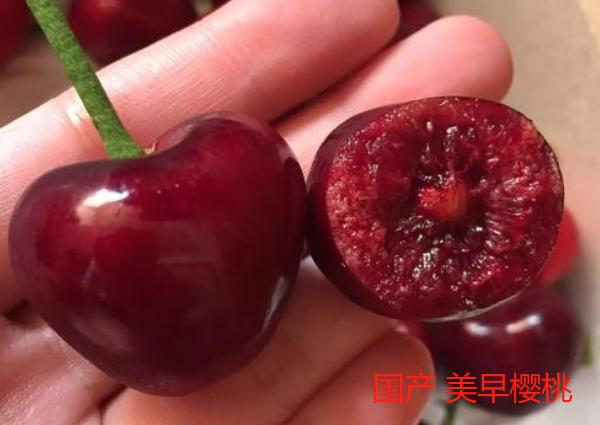 樱桃和车厘子有什么区别为啥价格相差这么大内行人没啥区别