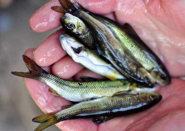 常常被误认为小杂鱼,营养丰富,遇到别错过|小杂鱼|赤鳞鱼|鱼_新浪新闻