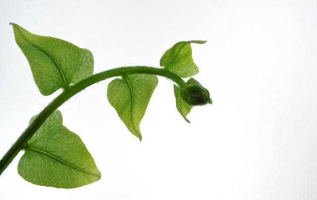 正文为爱而生的双鱼座,始终都把爱情看得很重要,一旦感情破裂,就会