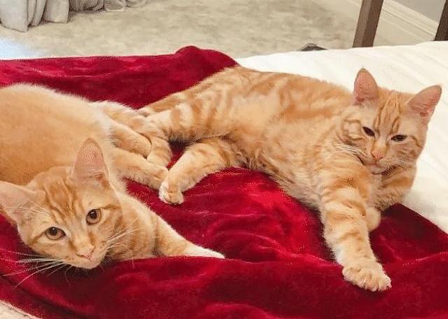 奶奶养了两只橘猫一胖一瘦差距很大孙子奶奶你也太偏心了