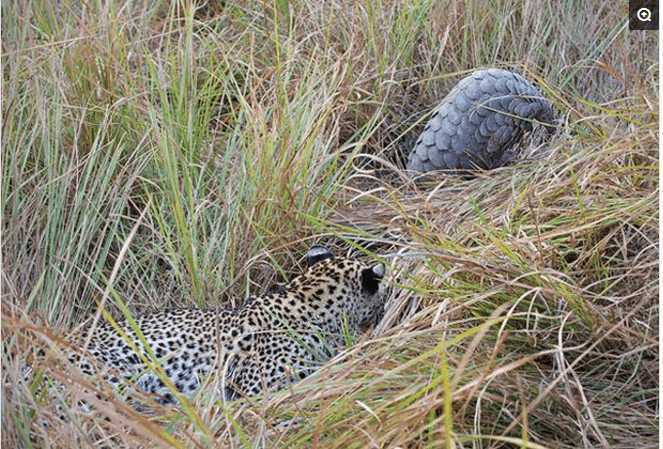 花豹埋伏在草丛中, 等猎物靠近猛扑过去, 下一秒一脸懵逼!
