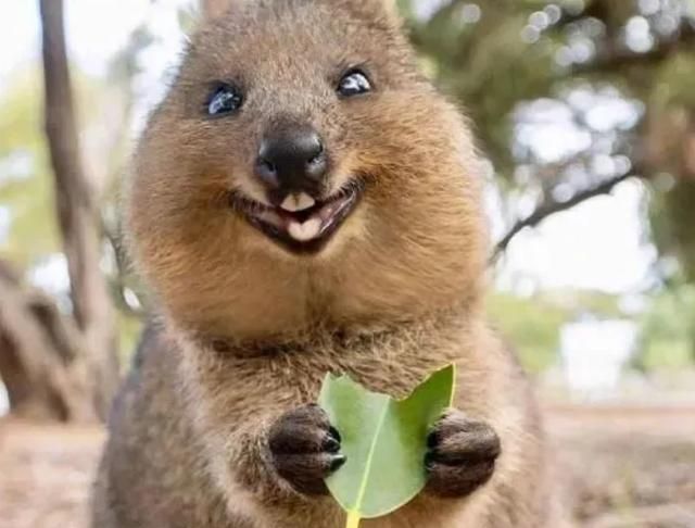 摄影师野外拍照,被爱笑的"老鼠"熊抱,留下十分珍贵的照片!