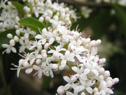 花卉植物夜来香的生长习性|夜来香|授粉|休眠_新浪新闻