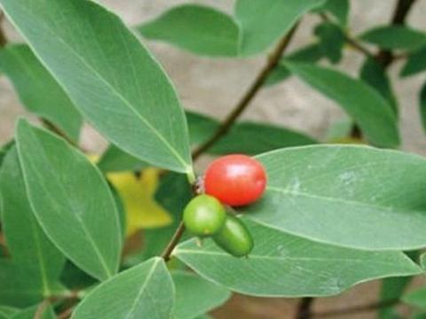 ②别名 毒除根,地棉根,地谷根,七麻根,别南根.