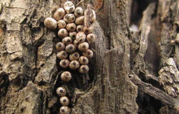 刺蛾|小伙|生物_新浪新闻