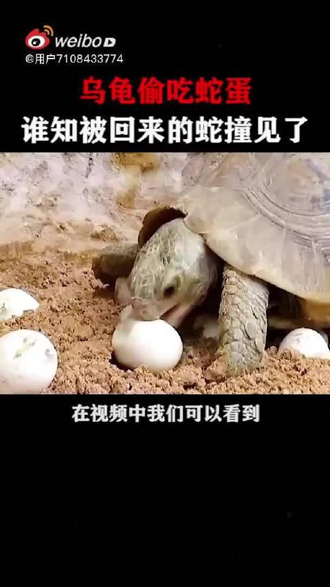 原来乌龟还吃蛇蛋