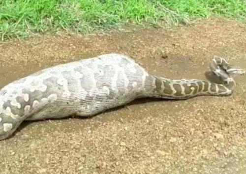 洞穴后男子发现这条蟒蛇肚子异常的大,猜测应该是不久吞食了大型动物