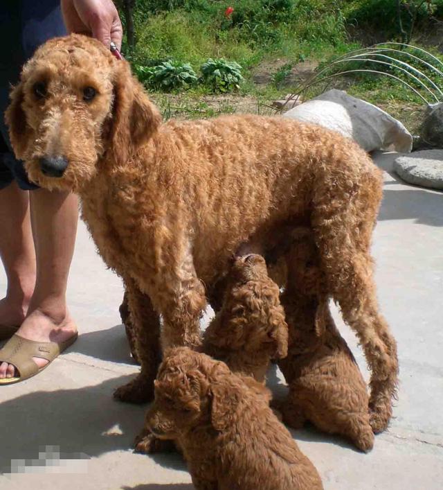 宝宝非常喜欢狗狗,而这几只贵宾犬就成了他的泰迪玩偶,每次宝宝不开心