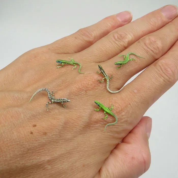 外国一位生物学家做出比手指盖还小的动物雕塑太逼真了