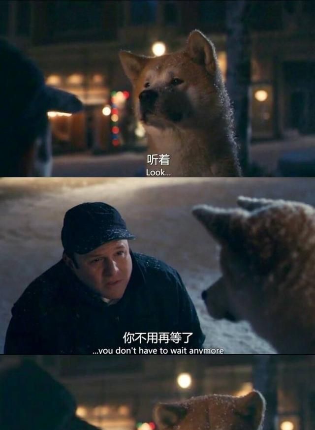 你是否珍惜我们身边的忠犬八公