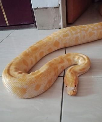 黄金蟒蛇脱皮到一半被妈妈看到,结果竟要对方帮它把剩下的脱完!