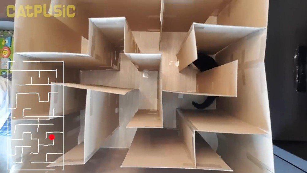 一网友用纸板给仓鼠做了个迷宫,小仓鼠在各种尝试后
