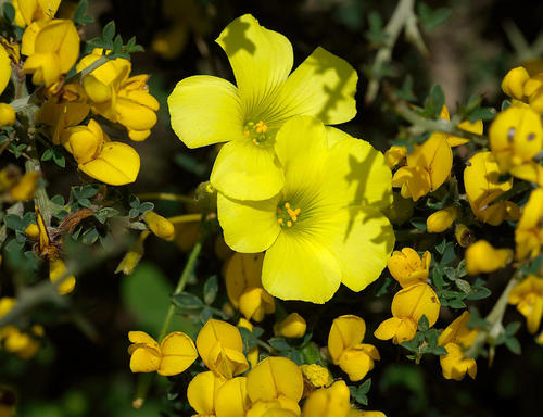 此花名字难听,开花却很美,一开就爆盆,年年有花赏|麻子|酢浆草|名字