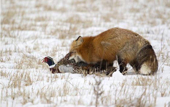 一只擅长捕鸡的狐狸瞧这身手想来经验是不少了