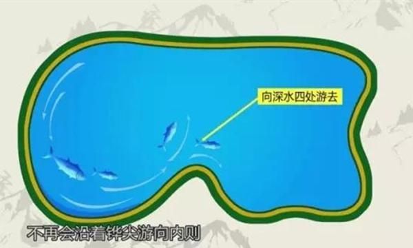 野钓选钓点没那么难,按照这些规律选钓点,鱼会在这些位置扎堆!