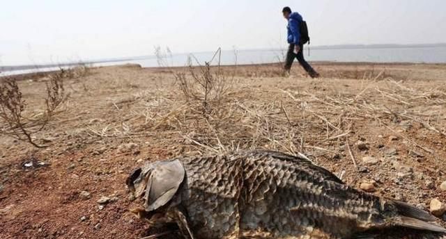 强的僵尸鱼就鱼干在阳光下晒5年不会入水后可复活