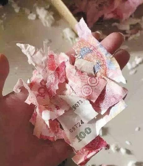 老公藏的私房钱被金毛翻出来撕碎了,老公和狗,该揍那一个呢?