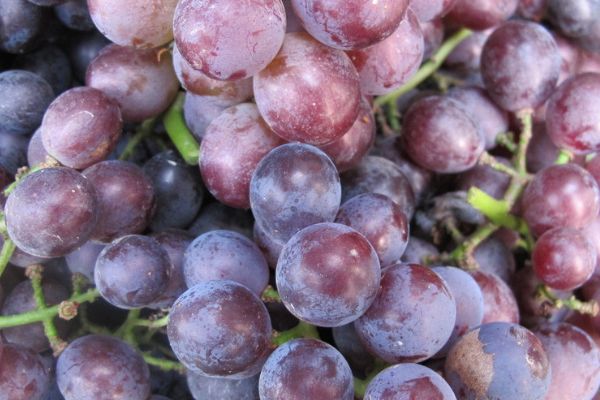 葡萄灰霉病危害大,如何预防?专家为你支招,葡萄病害少产量高!