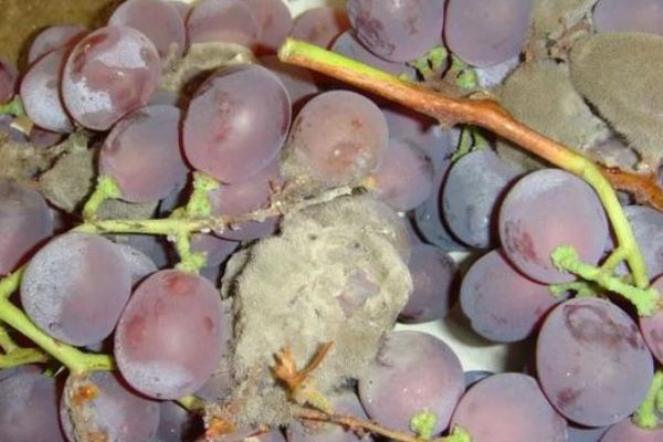 葡萄灰霉病危害大,如何预防?专家为你支招,葡萄病害少产量高!