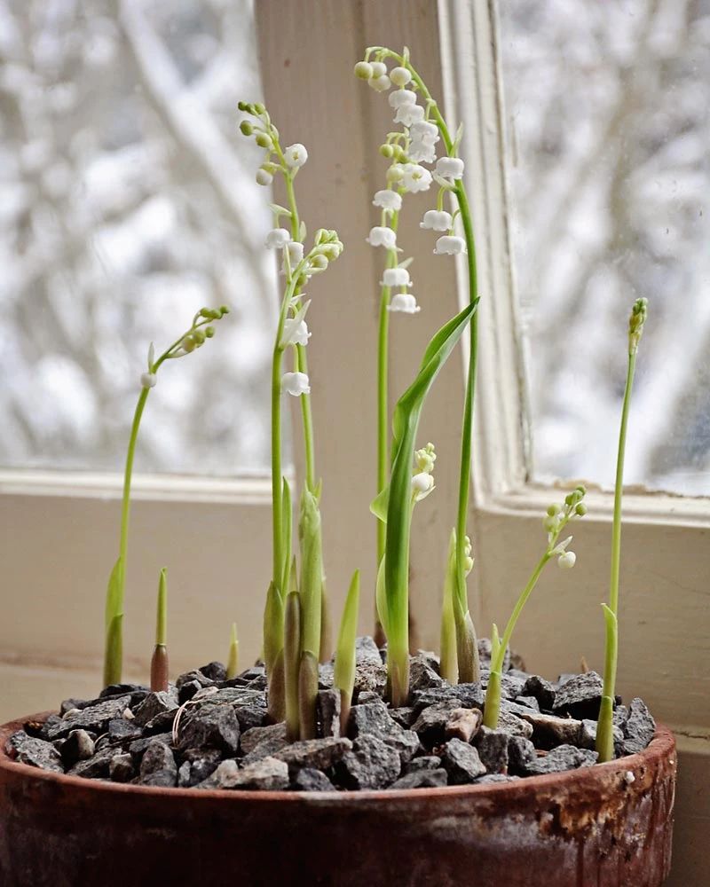 8种颜值特别高的小众鳞茎花卉,秋季就能栽种,露养户外就最好了