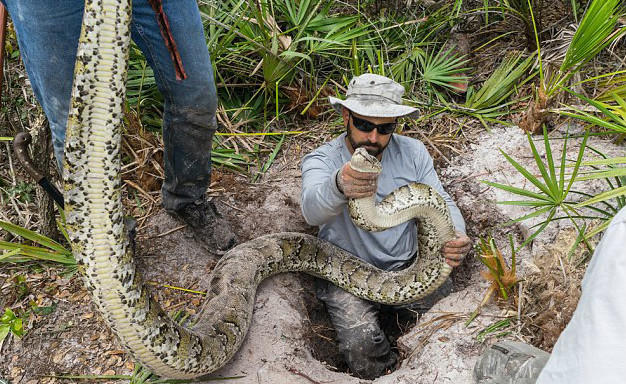 世界上最巨型蛇类美国成灾,一次产卵83个,捕获一条最多可得3万|蟒蛇