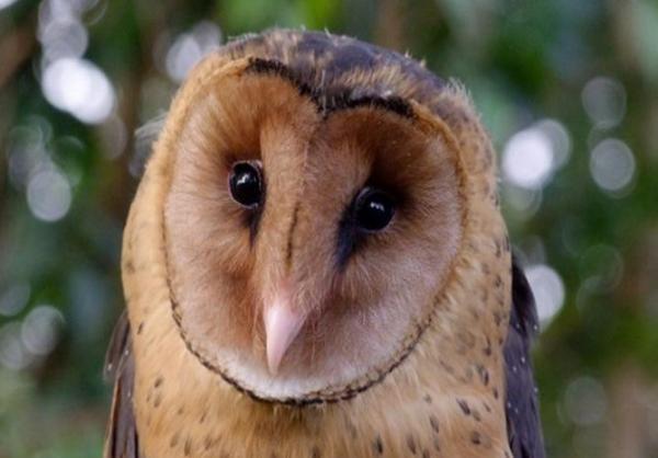 老汉|警察|猴面鹰_新浪新闻