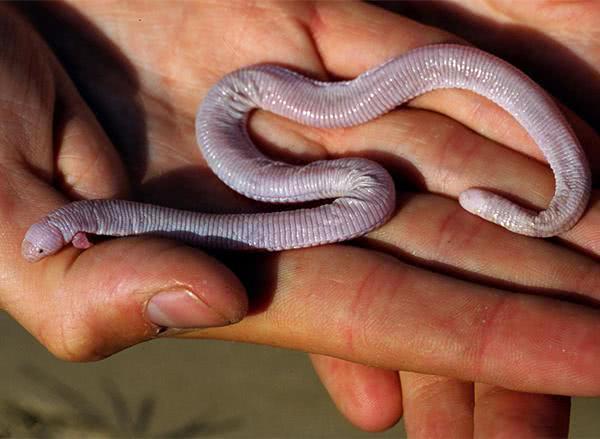 竟然出现了一条拥有深红色身体,且外表看起来非常像蚯蚓和蚓螈的生物