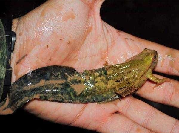 世界上最大的蝌蚪,体长25厘米,变成青蛙后的样子让人无法相信