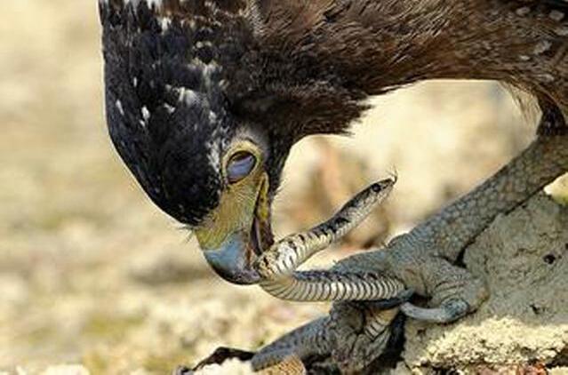 男子远处看见蛇鸡大战,走近仔细一看,却令人出乎意料!|大半天|搏斗|猎