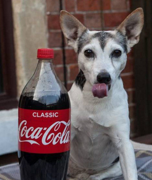 18岁狗狗爱上喝可乐只剩下4颗牙齿的它仍然戒不掉