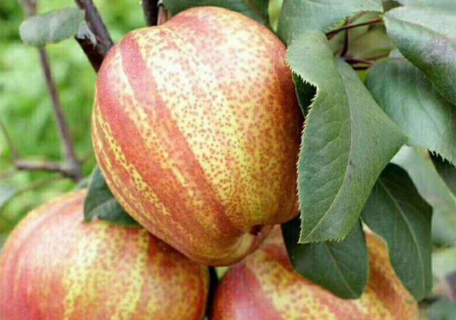 换个名字就成"贵族",价格飙升,结果打回原形,5块一斤没人买