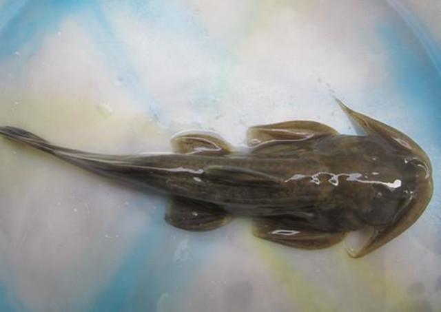 因为在水里喜欢会贴着石块,所以被大家叫做石爬子鱼,这种鱼对水质还是