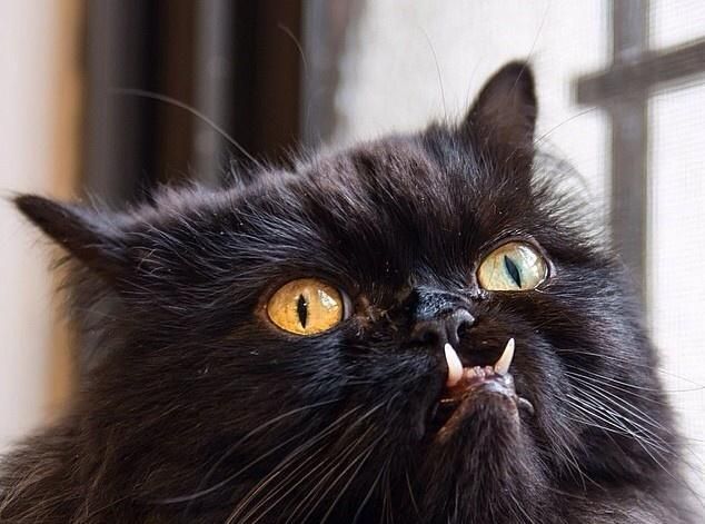 这只"地包天"猫咪虽然有些吓人 但她是一位爱心大使