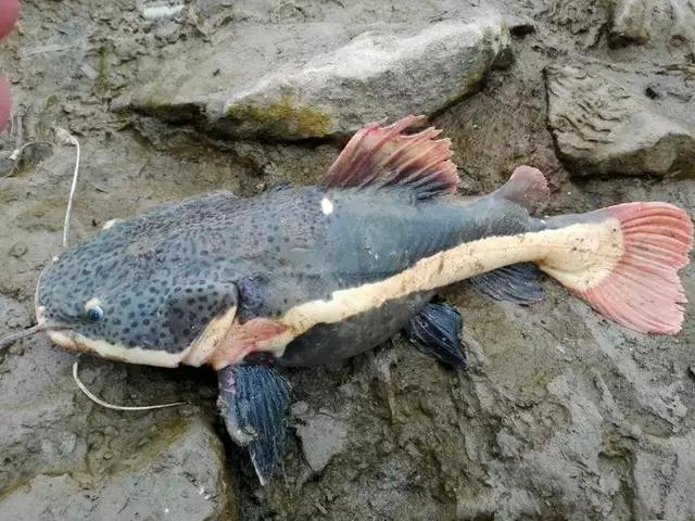 大伯河裡釣起一條怪魚,村裡的所有人都不知是什麼魚!